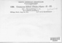Uromyces fallens image